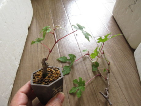 野葡萄の植え替え 鉢が小さいので根も葉も強選定