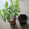 紫式部のミニ盆栽「購入後の植え替え」