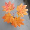 小葉の名月カエデの秋の紅葉