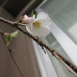 札幌では考えられない4月7日にしだれ桜が開花した