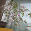 しだれ富士桜は開花当初は白色で段々ピンク色になる