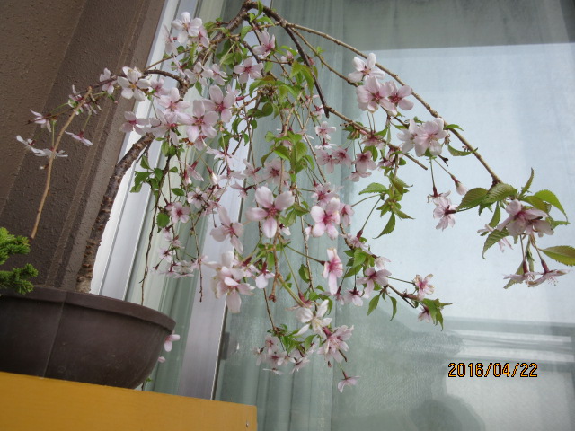 しだれ富士桜は開花当初は白色で段々ピンク色になる