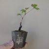 野葡萄の植え替え　鉢が小さいので根も葉も強選定