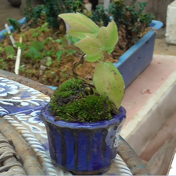 廣瀬清香園で盆栽づくりのビデオ撮影